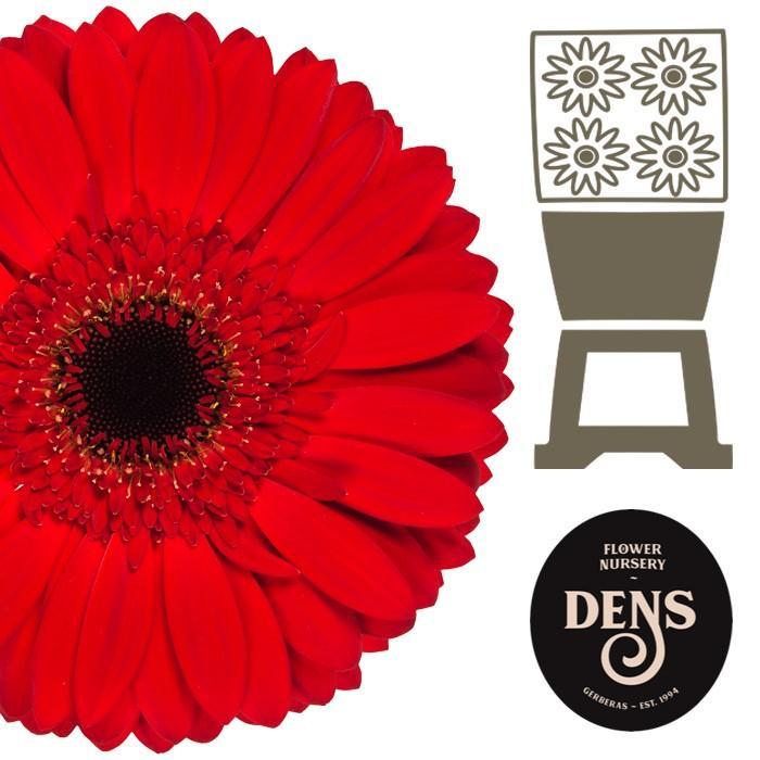 Gerbera diamond blinddate