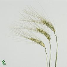 Triticum aestivum