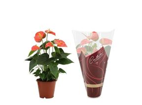 Anthurium Prince of Orange