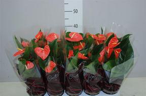 Anthurium Prince of Orange