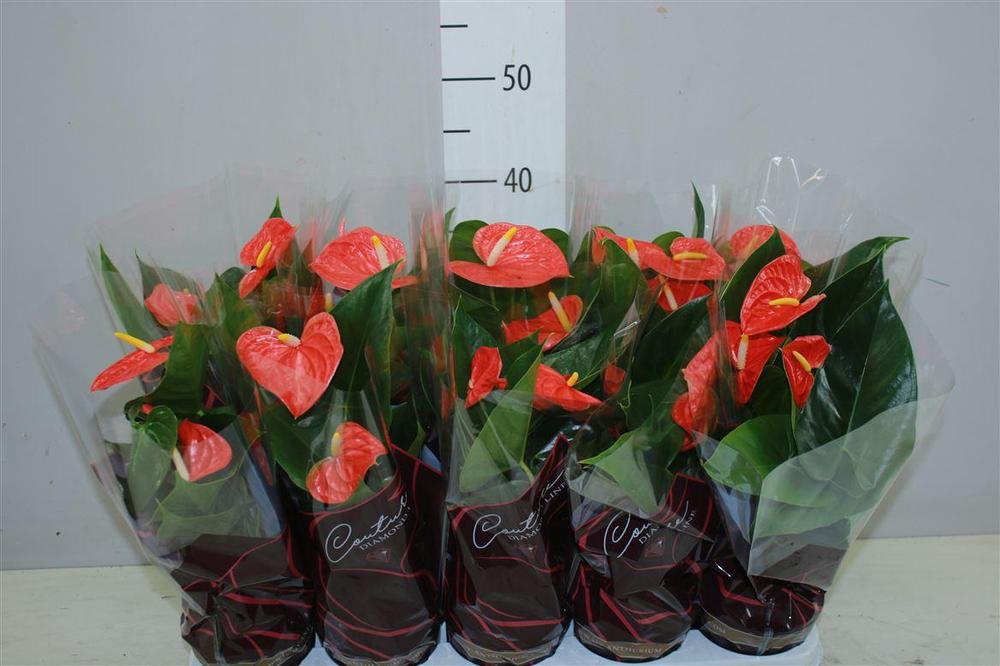 Anthurium Prince of Orange