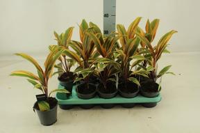 Cordyline fruticosa mix