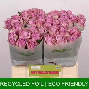 Rosa gr nightingale