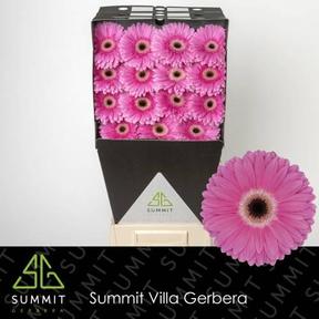 Gerbera diamond dreamer