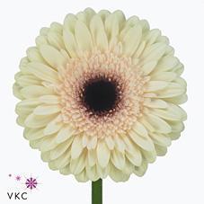 Gerbera diamond eclair