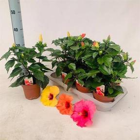 Hibiscus mix longiflora