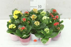 Kalanchoe Calandiva mix keramika