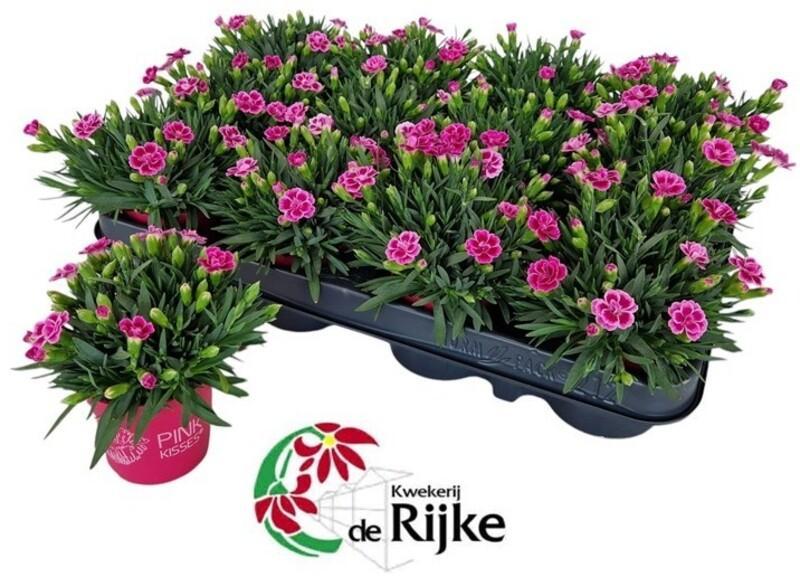 Dianthus Pink Kisses mini