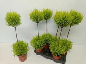 Cupressus macr. duobol