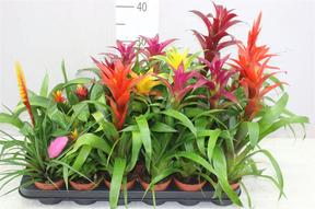 Bromelia mix