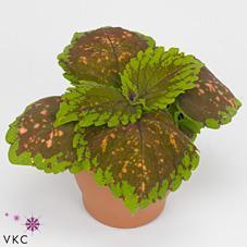 Coleus