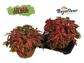 Coleus