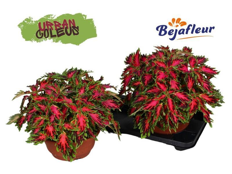 Coleus