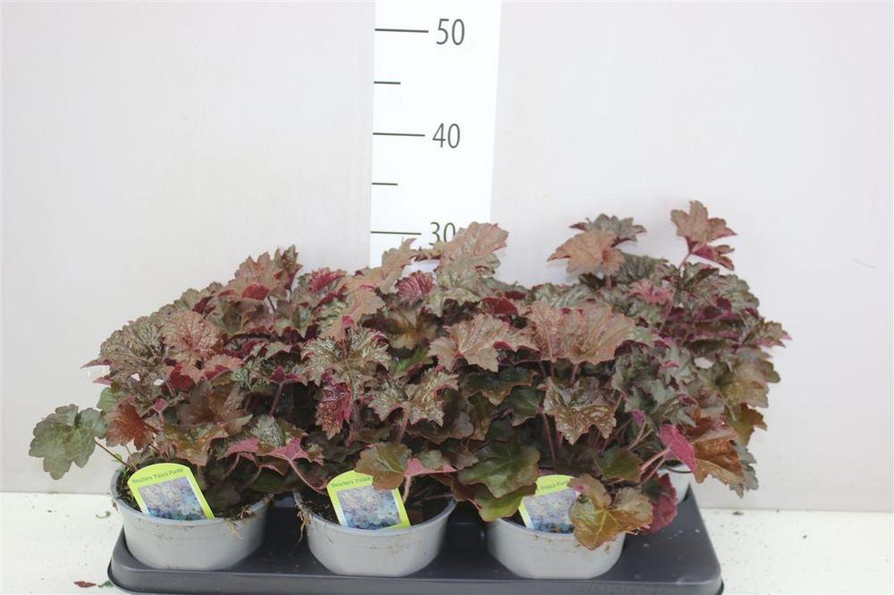 Heuchera Palace Purple