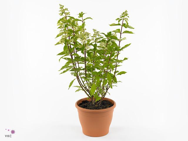 Hydrangea paniculata mix