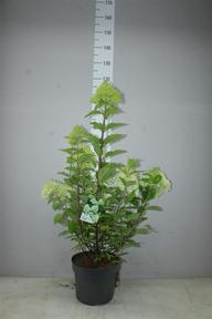 Hydrangea paniculata mix