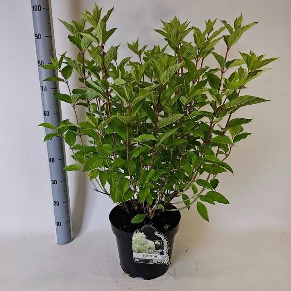 Hydrangea paniculata mix