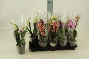 Phalaenopsis multiflora mix 2tak