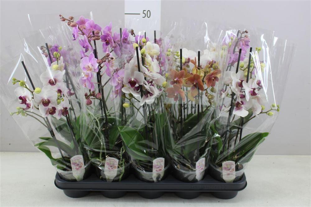 Phalaenopsis multiflora mix 2tak