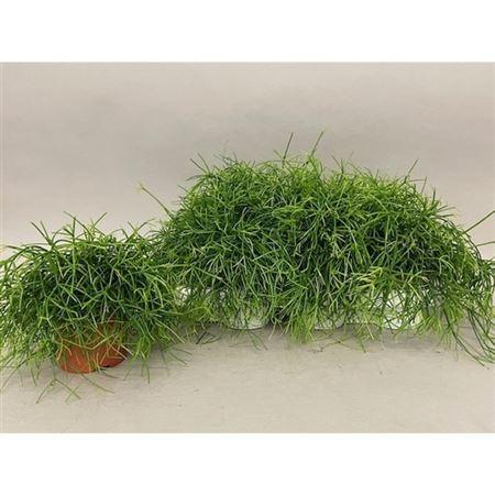 Rhipsalis cassutha