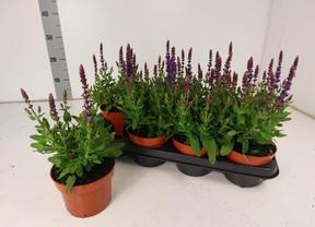 Salvia nemorosa mix