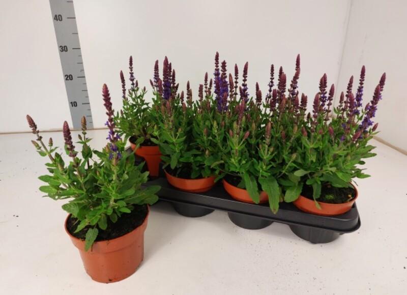 Salvia nemorosa mix