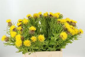 Centaurea macrocephala