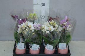 Phalaenopsis mini keramika