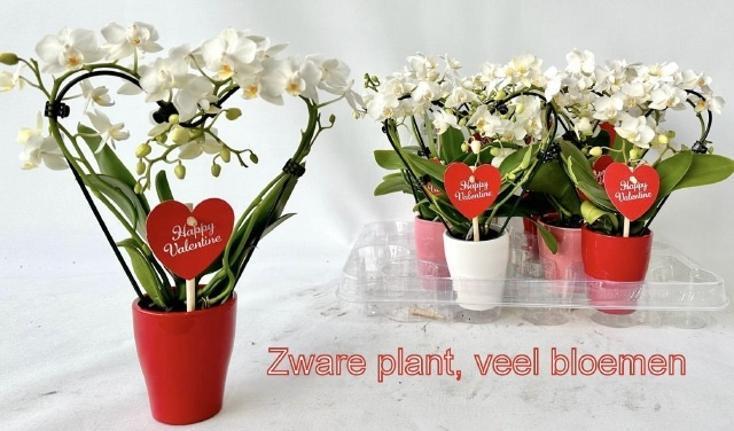 Phalaenopsis mini keramika