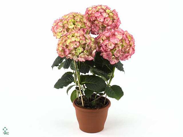 Hydrangea macr. mix 7+