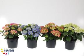 Hydrangea macr. mix 7+