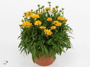 Coreopsis grandiflora Solena