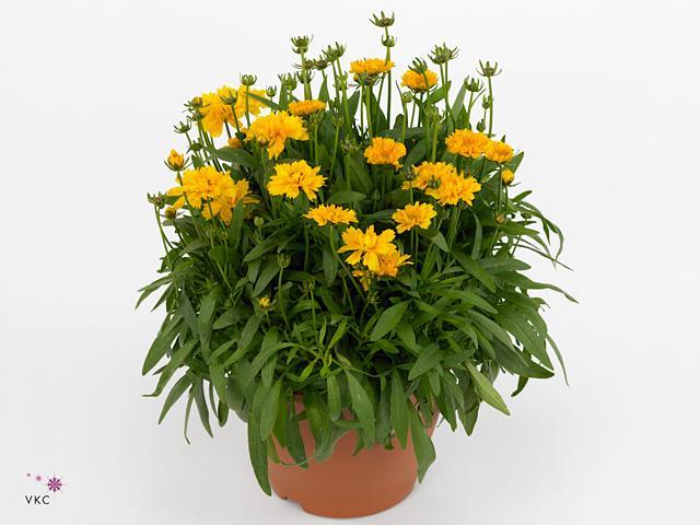Coreopsis grandiflora Solena