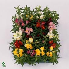 Antirrhinum majus mix