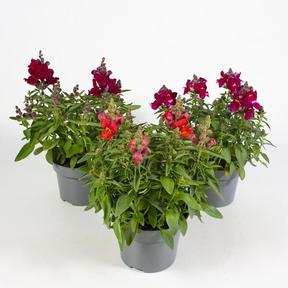 Antirrhinum majus mix