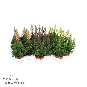 Antirrhinum majus mix