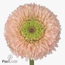 Gerbera diamond himalia
