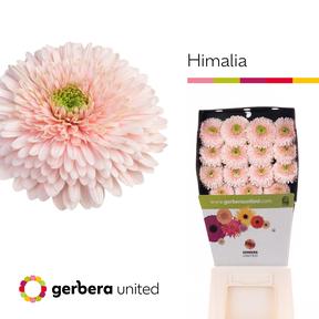Gerbera diamond himalia