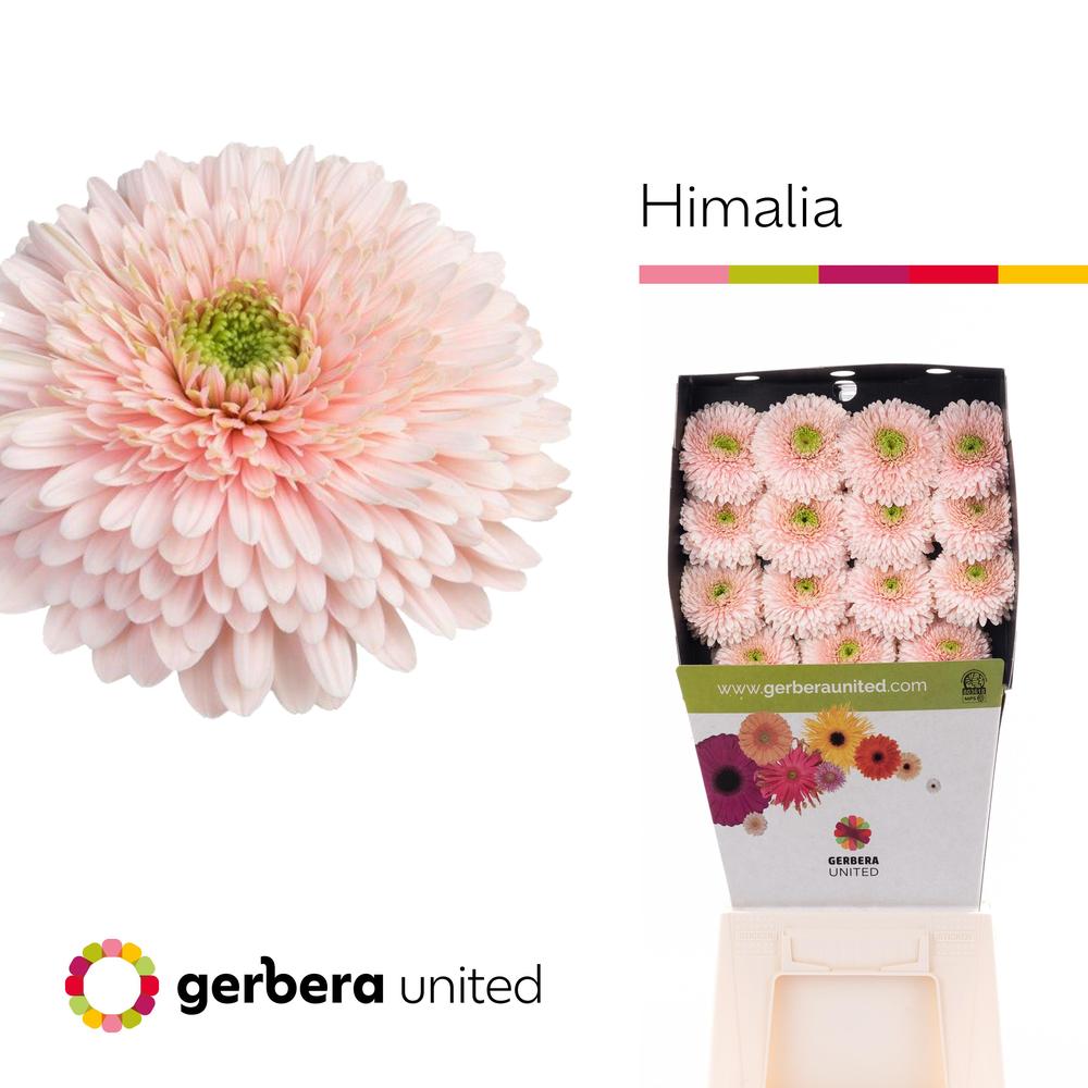 Gerbera diamond himalia