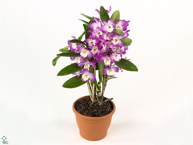 Dendrobium nobile pink