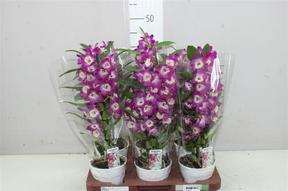 Dendrobium nobile pink