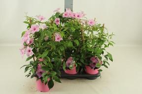 Pandorea jasminoides