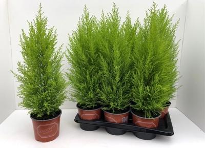 Cupressus macr. Goldcrest Wilma