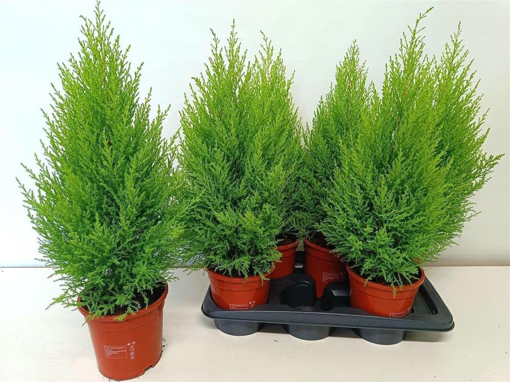 Cupressus macr. Goldcrest Wilma