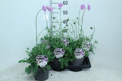 Scabiosa