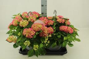 Hydrangea macr. závěs