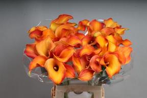 Zantedeschia callista
