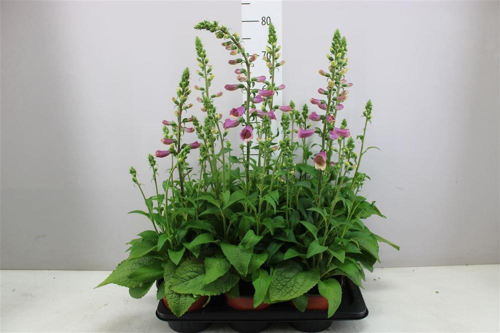 Digitalis Sweet Dream