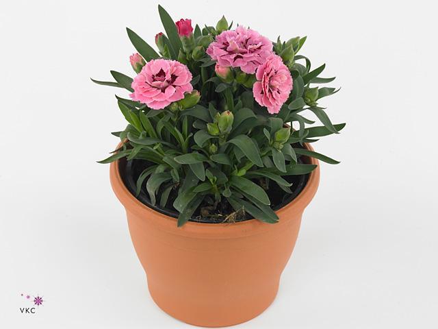 Dianthus caryophyllus mix
