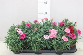 Dianthus caryophyllus mix
